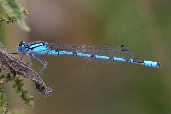 A bright blue Common Blue Damselfly is perched on a brown hairy leaf.