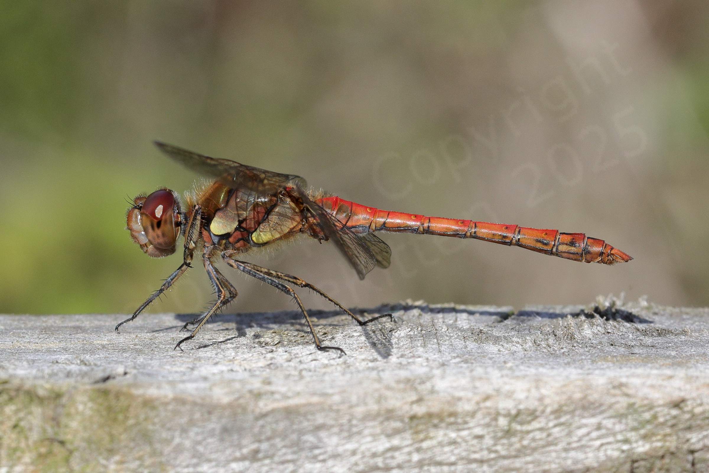 A vibrantly coloured red and yellow Common Darter Dragonfly is perched on a fence.