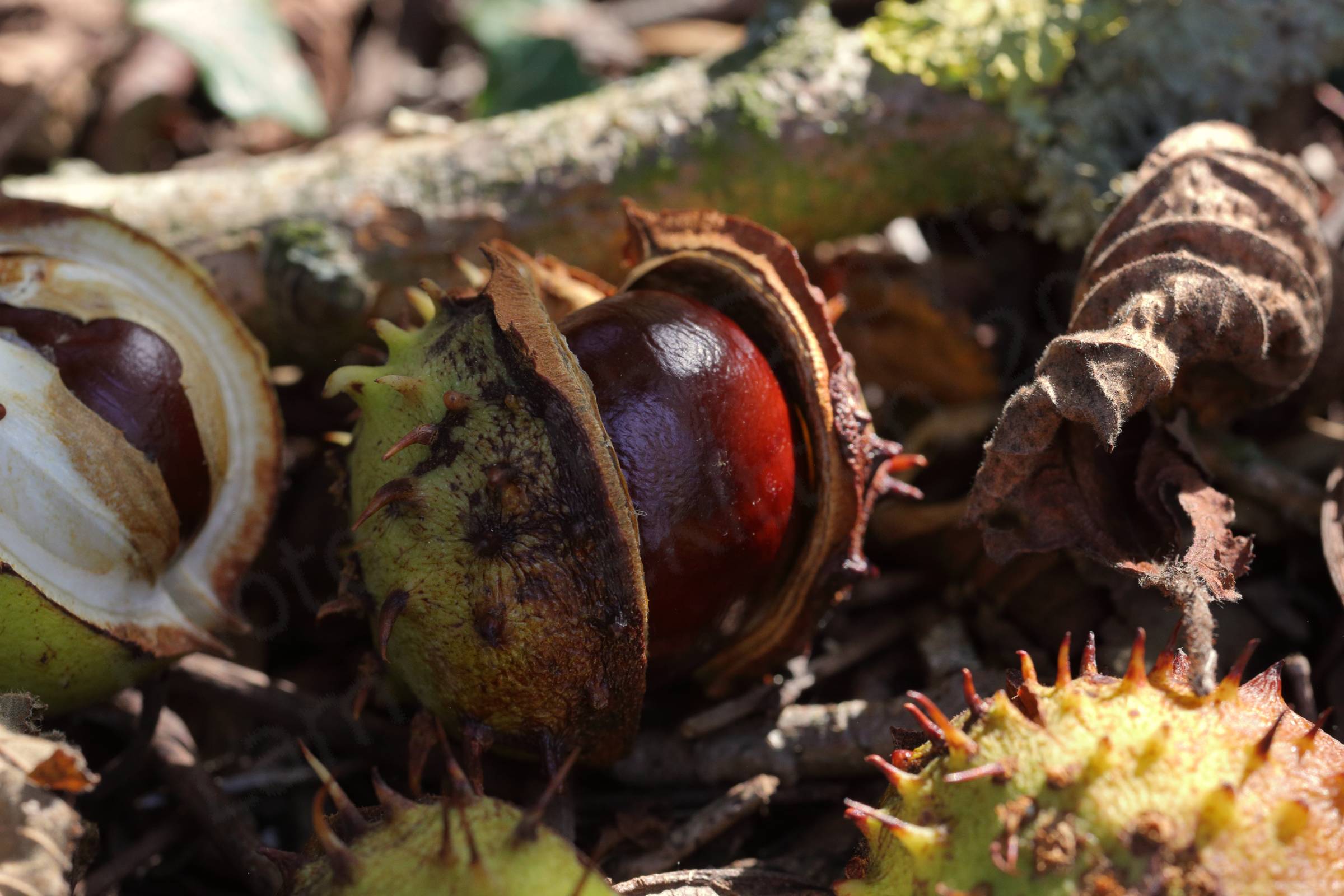 A green spiky Chestnut seed case is split open exposing the dark brown Conker within.