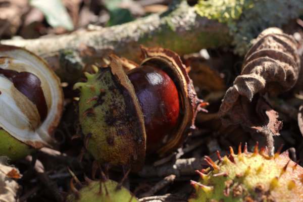 A green spiky Chestnut seed case is split open exposing the dark brown Conker within.