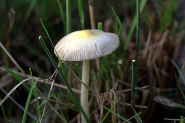 A tall slender stemmed creamy coloured mushroom shaped fungi nestled amongst the grass.