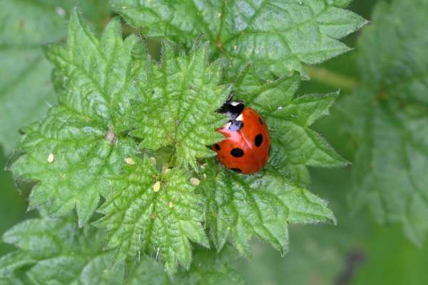 Tiny yellow to green aphids on some nettle leaves are seemingly unaware of the bright red Seven Spot Ladybird nearby.