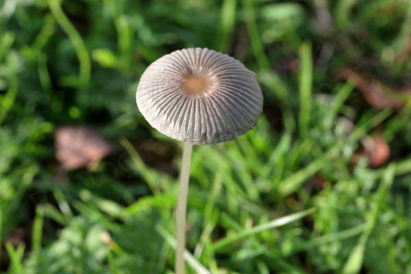 A tall stemmed almost translucent delicate mushroom shaped fungi in a pale brown to cream colour with a very heavily pleated shallow cap.