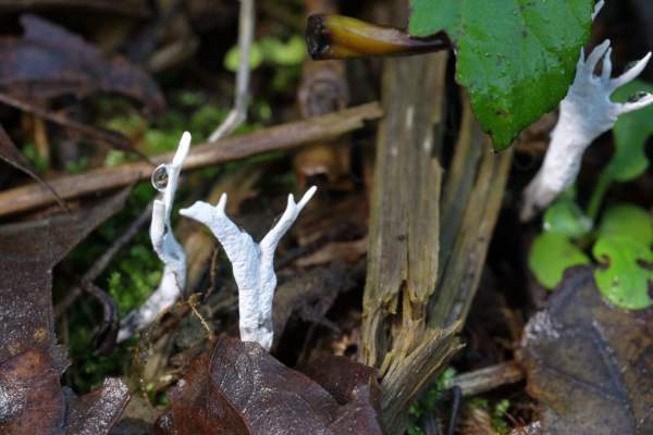 A few white antler like stalks of Candlesnuff Fungus are sticking out of the moss and fallen leaves under the trees.