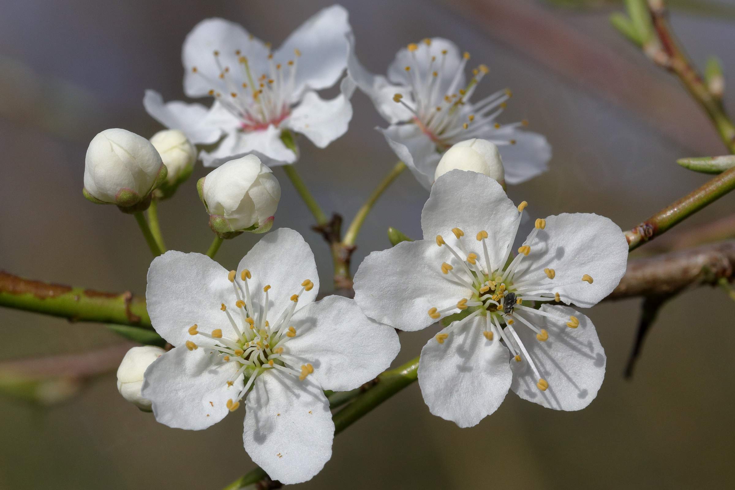 White Blackthorn Blossom with five broad petals and long white stamens with bright orangey yellow anthers.