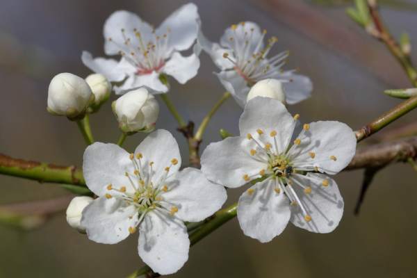 White Blackthorn Blossom with five broad petals and long white stamens with bright orangey yellow anthers.