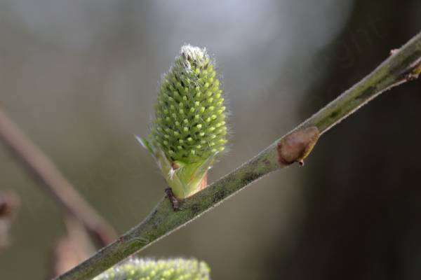A rather stocky bright lime green catkin with plenty of white hair like filaments sprouting from it.