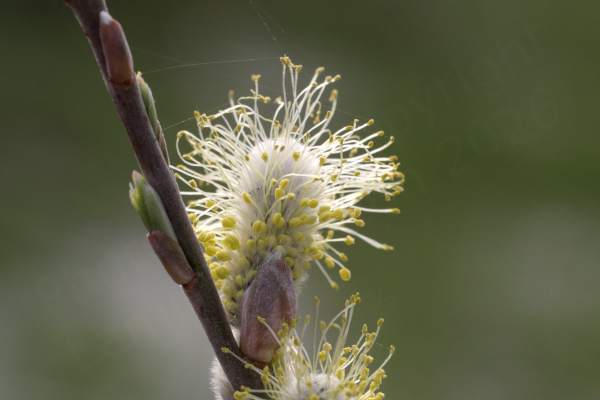 A fully opened willow catkin very pale almost white in colour with yellow anthers is sharing a branch with some young leaves just emerging from buds.