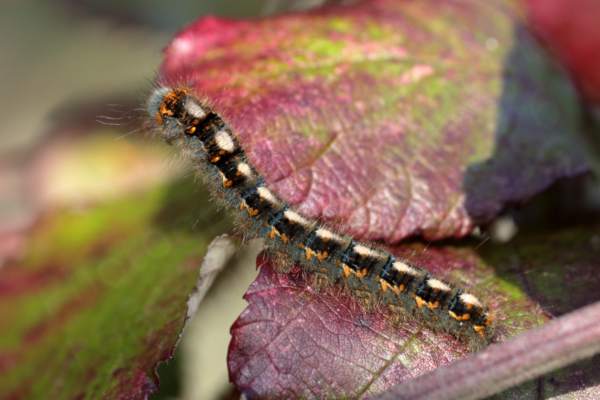 A very hairy Caterpillar mostly blue in colour with long broken stripes of black orange and white.