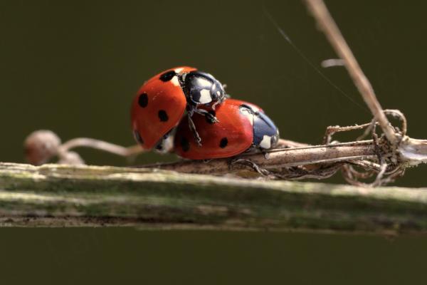 A pair of 7 Spot Ladybirds are mating on an old brown plant stem.