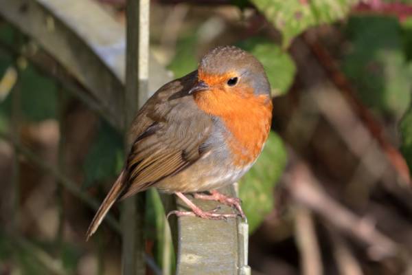 A plump red and brown Robin is sitting on a metal kissing gate and looking backwards over its shoulder.