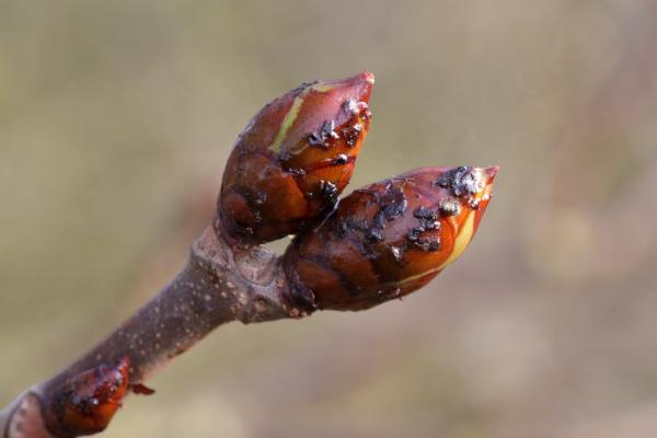 A pair of large tree buds reddish brown in colour with hints of pale green and developing on the end of a slim branch.