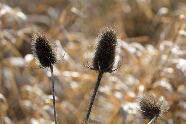 A trio of pale brown Teasel flower heads are almost silhouetted by the sun.