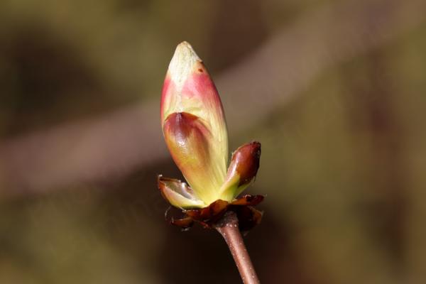 A large sticky looking reddish brown Horse Chestnut bud is starting to open revealing the lighter colours of the young leaves inside.