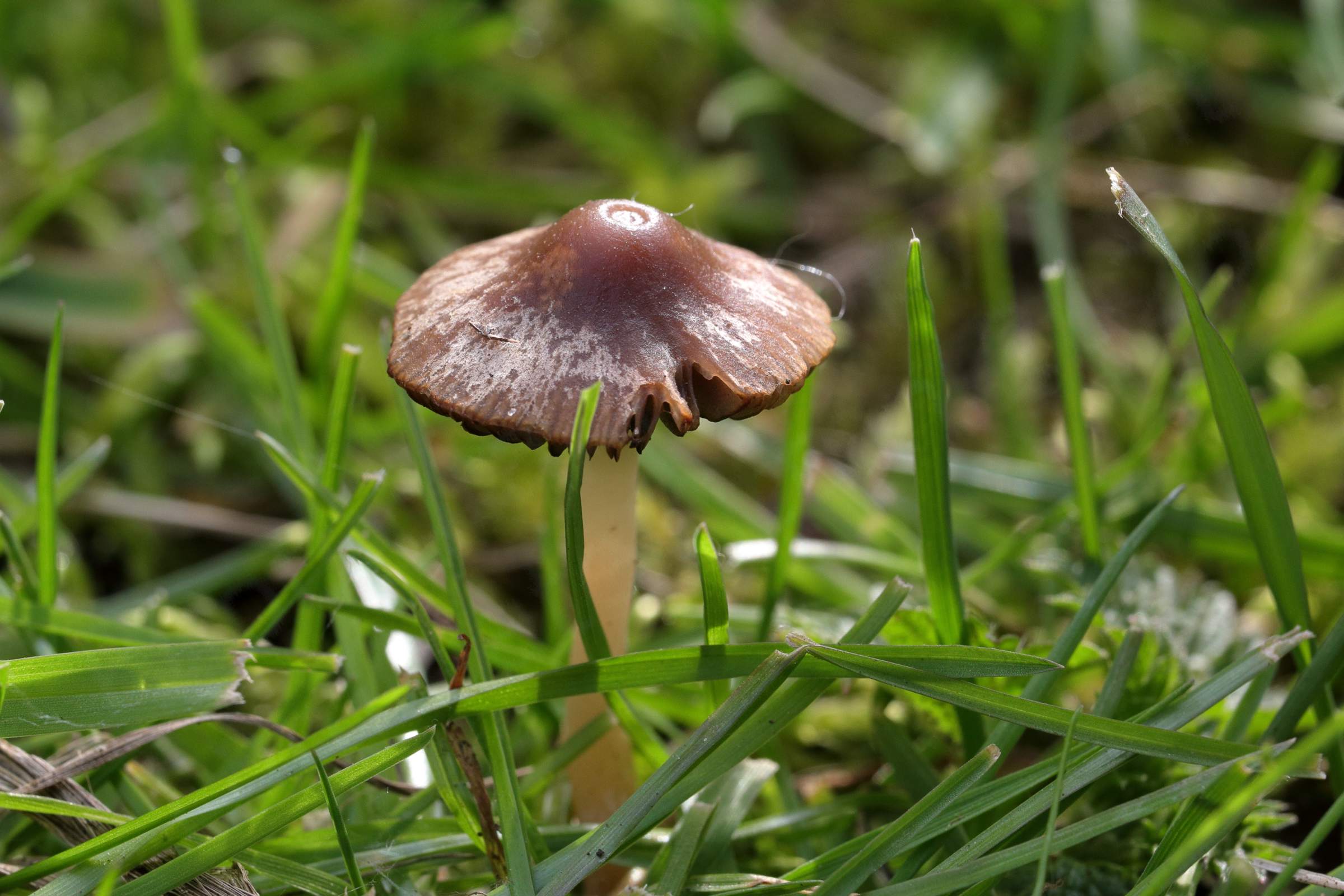 Growing amongst the short grass is a rather battered mushroom shaped fungi with a slender cream stem and a mottled dark brown cap.