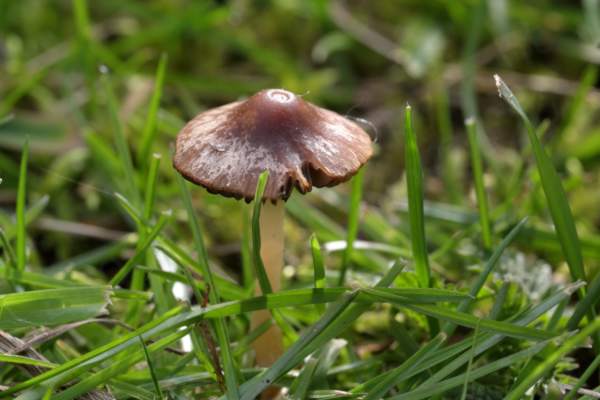 Growing amongst the short grass is a rather battered mushroom shaped fungi with a slender cream stem and a mottled dark brown cap.