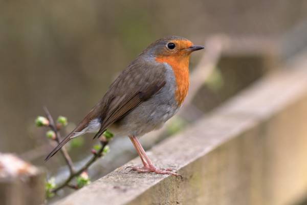 A side view of a sunlit Robin perched on a fence 