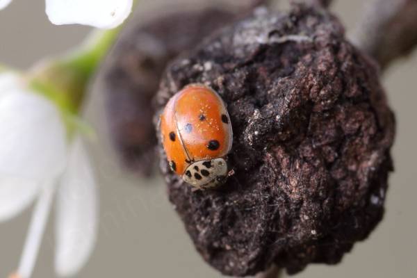 A small orange ladybird with 5 large black spots on its cream pronotum and a creamish border around the elytra which has 4 black spots on each.