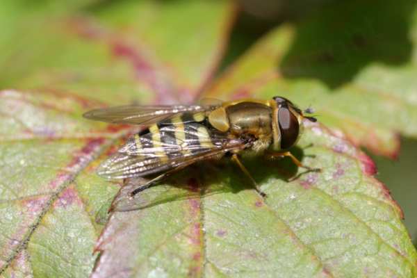 Resting on a leaf is a medium sized Hoverfly whose head and thorax are covered with golden brown hairs  and beneath the folded wings is the black and yellow banded abdomen.