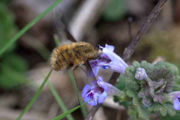 A rotund Bee Fly with long golden hairs has its long proboscis deep inside a funnel shaped pale blue Ground Ivy flower.