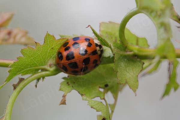 A Harlequin Ladybird with lots of black spots on its bright red elytra and a white pronotum with black markings in the shape of the letter M.