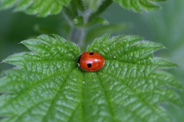 A small bright red Ladybird with just two spots on its elytra is walking acroos a large green leaf.