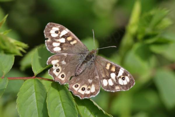 A Speckled Wood Butterfly with open wings which are mostly a pale brown colour with plentiful cream blotches.