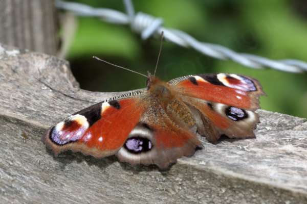 A colourful Peacock Butterfly with open wings is soaking up the sun on top of a wooden fence.