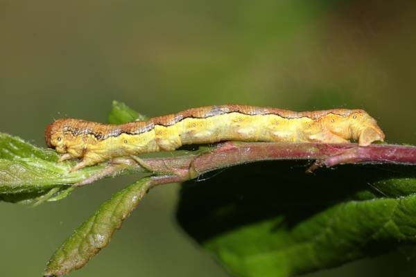 A large moth Caterpillar mostly pale yellow in colour with a black edged darker band along its back.