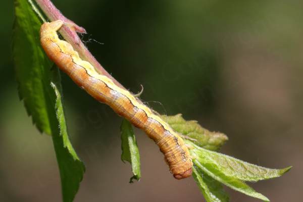 A Mottled Umber Moth Caterpillar pale yellow in colour with a black edged darker band along its back.