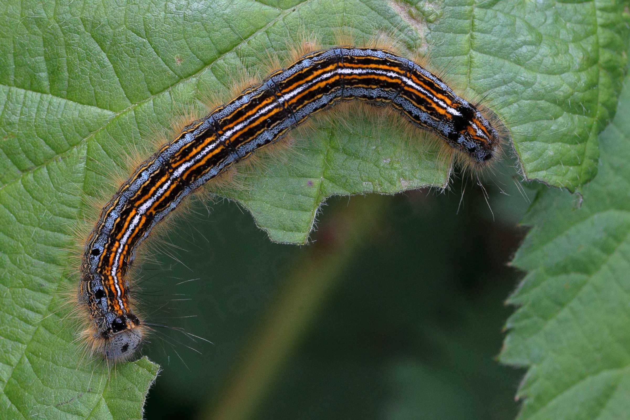 A large hairy Lackey Moth Caterpillar whose body is a pale blue speckled with black and full length longitudinal stripes of black orange and white.