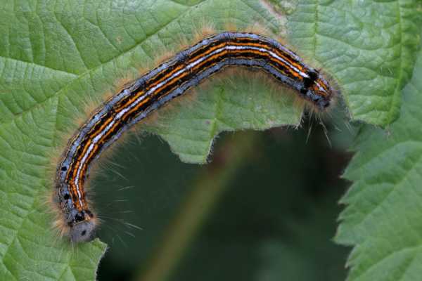 A large hairy Lackey Moth Caterpillar whose body is a pale blue speckled with black and full length longitudinal stripes of black orange and white.