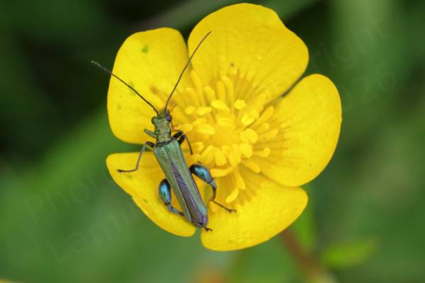 A Buttercup is hosting a slender metallic dark green Thick Legged Flower Beetle with his signature thick thighs on his hindmost legs.