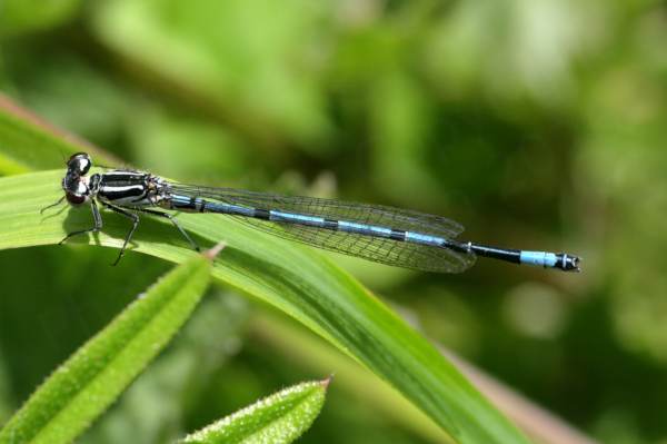 An immature Azure Damselfly long and slender with a creamish coloured thorax and a blue abdomen both having the black markings of the species.