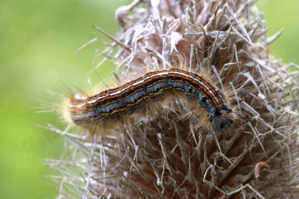 A hairy and colourful Lackey Moth Caterpillar is examining the seedhead of one of last years Teasels.