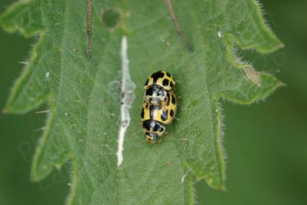 Two small yellow and black 14 Spot Ladybirds are mating on a large nettle leaf whilst also on the leaf is a large spider whose legs are just visible.