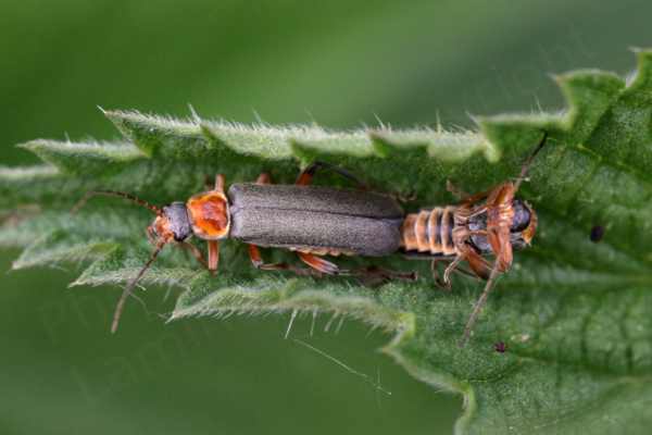A pair of orange and black Soldier Beetles are mating on a curly nettle leaf.