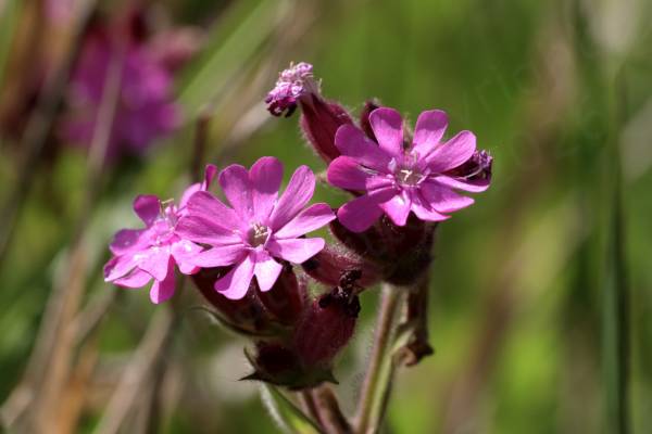 A cluster of dark pink Red Campion flowers each with five deeply divided petals giving the appearance of ten.