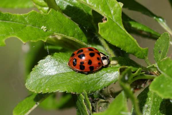 A bright red Harlequin Ladybird with around twenty black spots and a white pronotum with black markings.