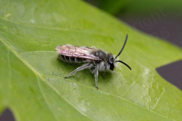 A small black Bee is covered in pale gray almost white hairs with a few narrow bands of similar coloured hairs across its abdomen.