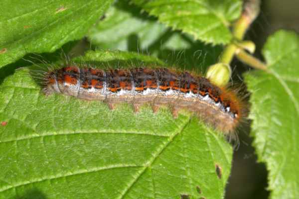 A large colourful hairy Caterpillar is feeding on a leaf.