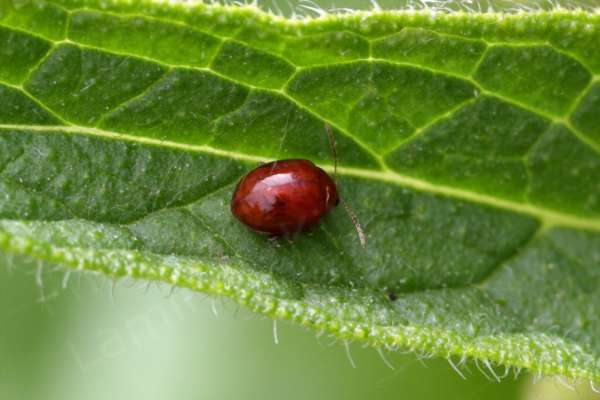 A tiny bright crimson red glossy beetle with long antennae the same colour is exploring a leaf.