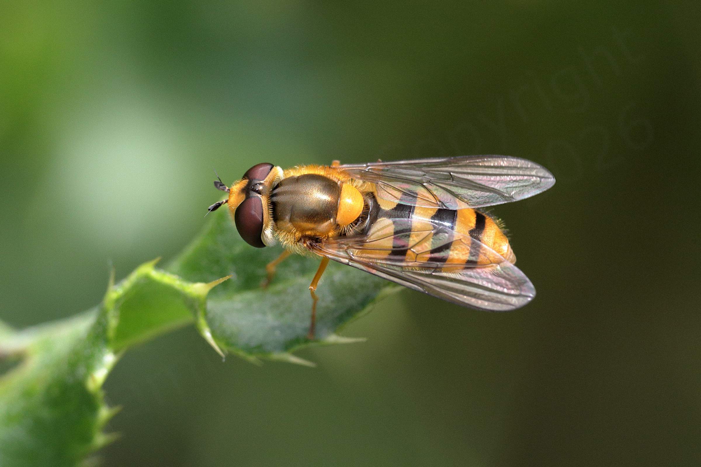 A rather immaculate black and golden yellow Hoverfly is resting on what looks like a Holly leaf.