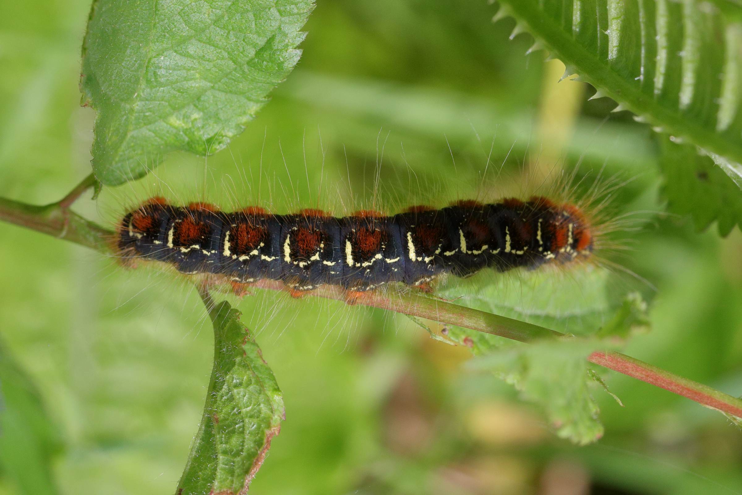 A Small Eggar Moth Caterpillar mostly a blueish black colour with black and crimson markings bordered with cream.