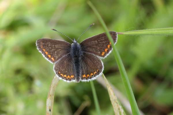 A Brown Argus Butterfly is at rest with unfolded wings which are mostly brown with small orange markings just inside the white fringed edges.