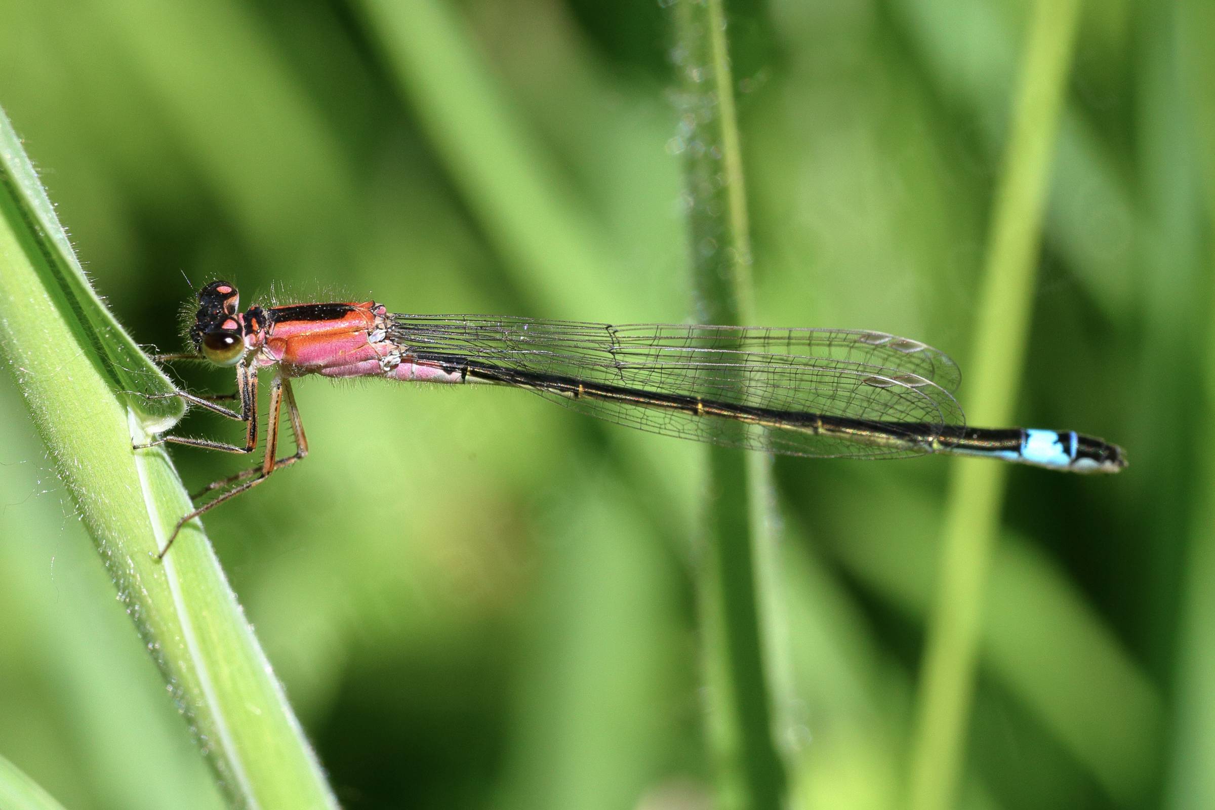 This is most likely a female Blue Tailed Damselfly with a delightful salmon pink thorax leading to a dark abdomen with the signature bright blue band towards the end.