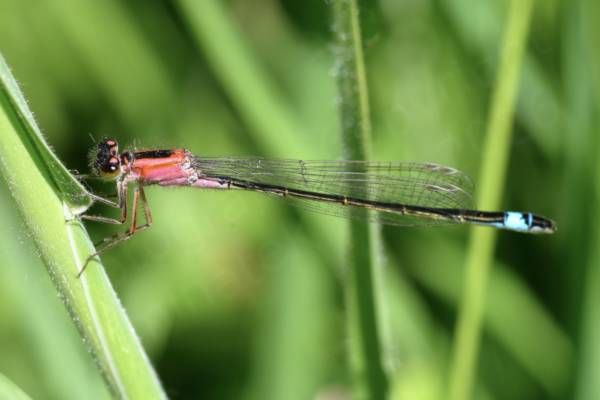 This is most likely a female Blue Tailed Damselfly with a delightful salmon pink thorax leading to a dark abdomen with the signature bright blue band towards the end.