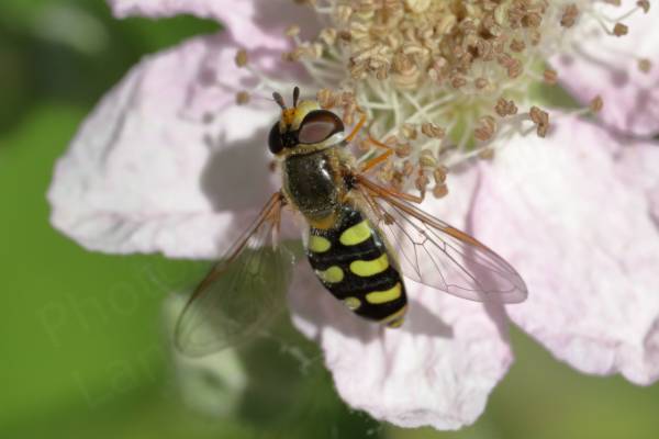 Feeding on flower is a medium sized Hoverfly mostly yellow and bronze in colour with a darker abdomen which has yellow horizontal curved markings. 