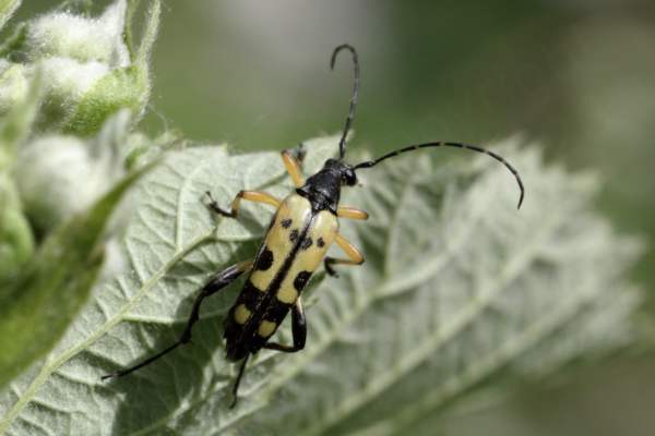 A Black and Yellow Longhorn Beetle long and slender with pale yellow wing cases decorated with black markings getting larger towards the end.