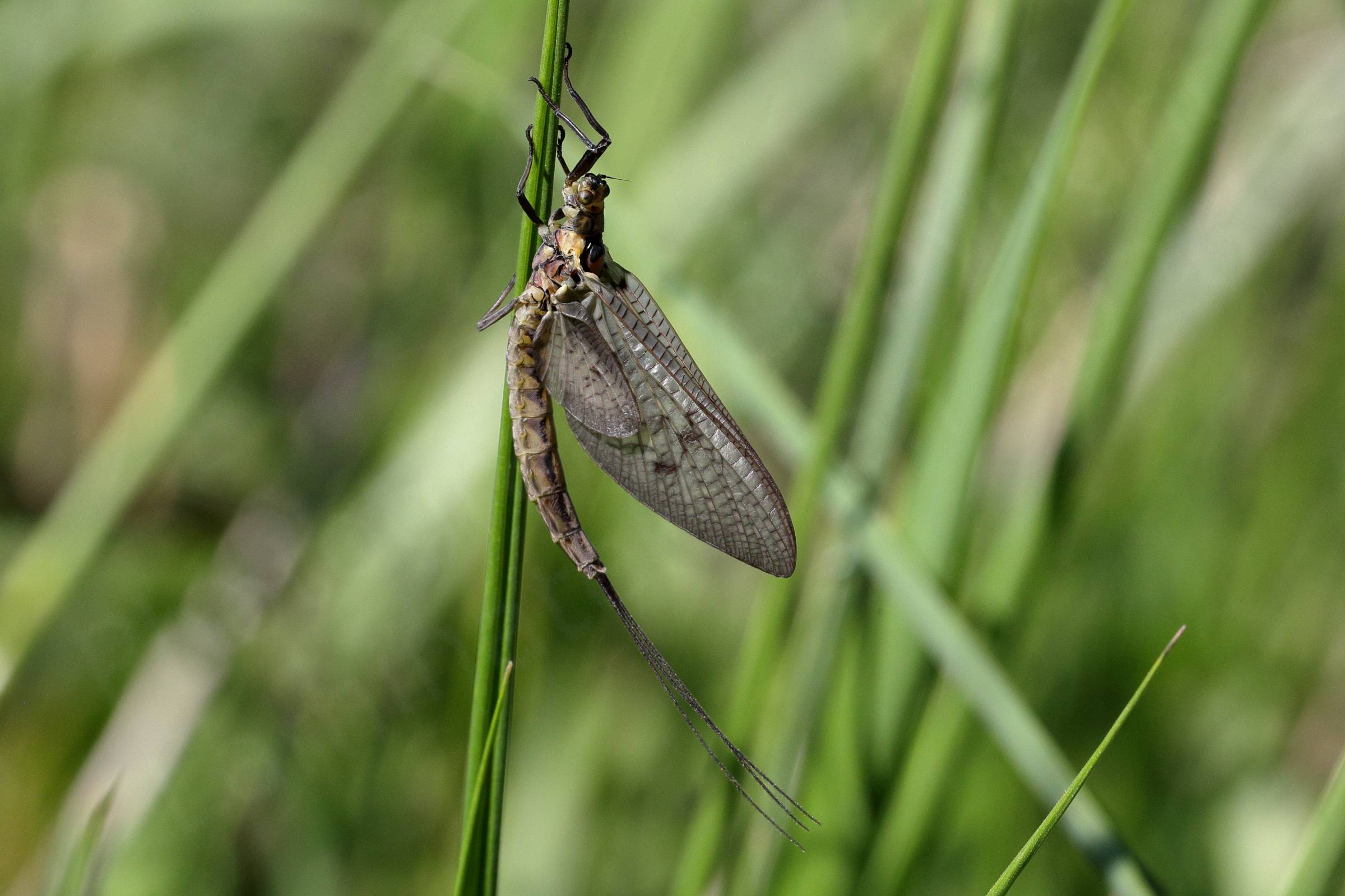 A dark cream and brown Mayfly is resting vertically on a stem of grass.